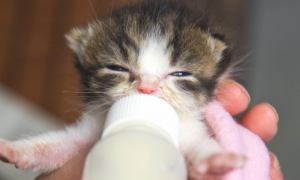 猫咪喝奶粉吐的原因