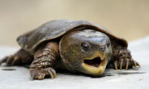 怎么看鹰嘴龟是不是野生的