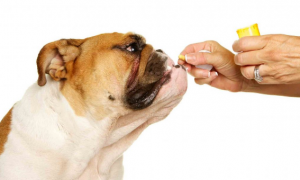 人吃的维生素E可以给狗吃吗