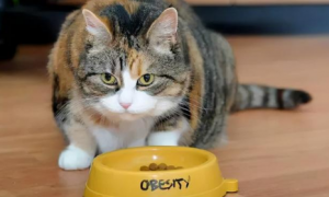 为什么猫胃口越来越差