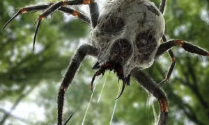 什么蜘蛛最可怕