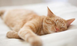 为什么猫咪睡觉会倒头睡呢