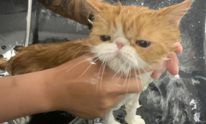 猫咪洗澡要搓澡巾吗