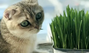 小猫吃猫草拉的猫草