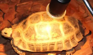 晒背灯对乌龟的正确用法