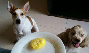 狗狗能吃无菌蛋黄吗为什么呢