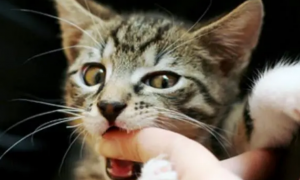 猫咪喜欢摸爪子咬人是为什么