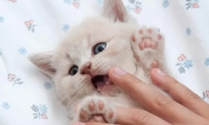 猫咪为什么不能养白爪子