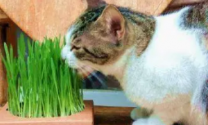 猫草是治什么的