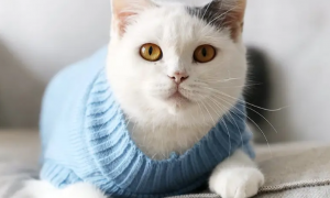 猫咪宠物衣服毛线织法教程