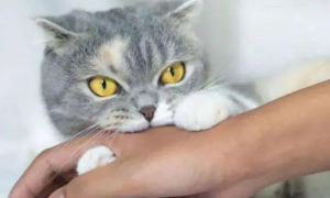 为什么猫咪咬了没出血要打疫苗