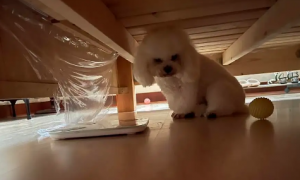 狗狗为什么喜欢钻床底呢