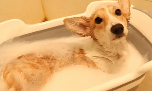 宠物小狗洗澡多少钱