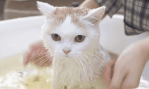 如何帮猫咪洗澡