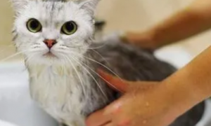 猫咪洗澡为什么会积水的原因