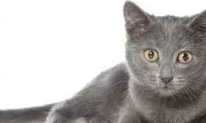 灰色猫是什么品种图片