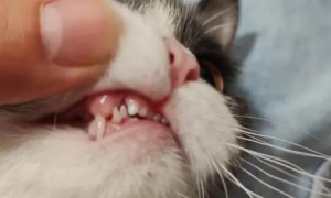 猫咪爱啃牙印的原因
