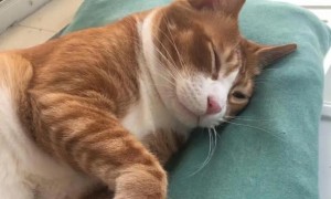 为什么猫咪睡觉时会哼唧呢