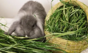 提摩西草对兔子有什么作用