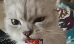 猫咪吃猫条好吗
