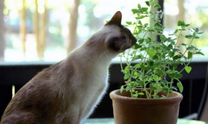 对猫有毒的植物大全