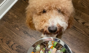 狗不吃狗粮如何自制食物呢