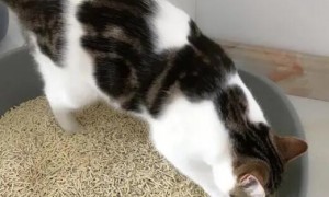 猫咪为什么盯着自己的屎啊