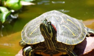 放生巴西龟会损功德吗