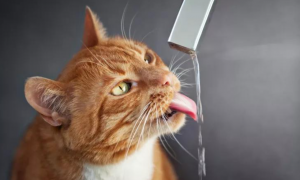 为什么有的猫咪喜欢喂水呢