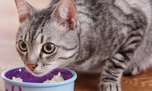 猫咪能不吃肉吗为什么呢