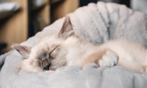 猫咪睡觉总是累醒是什么原因