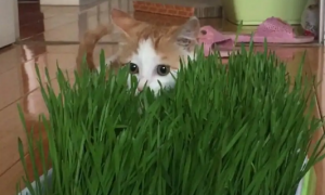 如何用水种猫草