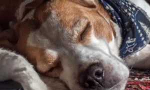 狗狗生理期为什么嗜睡