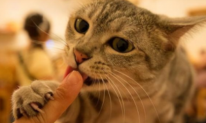 猫咪为什么喜欢使劲咬你