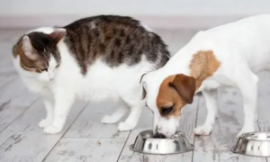 如何杜绝猫吃狗粮呢