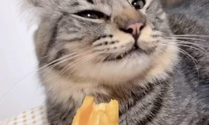 猫能不能吃菠萝蜜