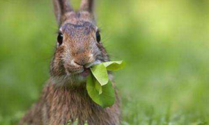 什么叫兔吃草