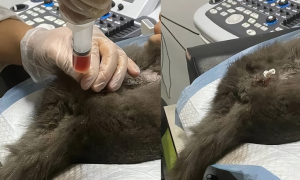 猫咪为什么要做导尿术的原因