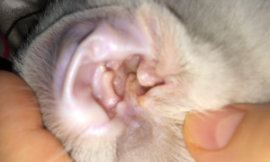 猫咪耳螨用红霉素药膏管用吗