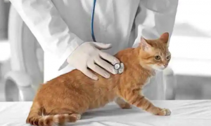 怎么预防猫的各种病