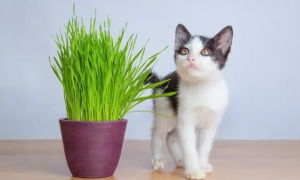 猫为什么喜欢吃猫草小麦