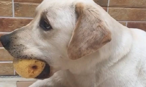 狗狗可以吃梨吗为什么