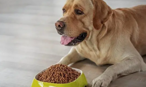 狗狗为什么不能多吃食物呢