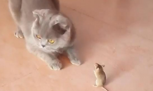 宠物猫能吓走老鼠吗