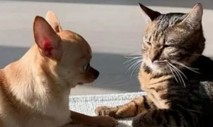 狗狗看到小猫会吃醋吗为什么呢