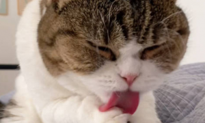 为什么猫咪吃完肉要洗脸呢