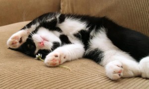猫咪为什么超级能睡觉呢