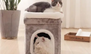 猫咪为什么要在猫窝里尿呢