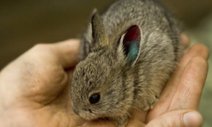初产侏儒兔一般生几个
