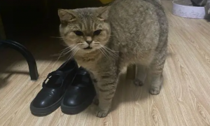 猫咪为什么舔皮鞋鞋底呢